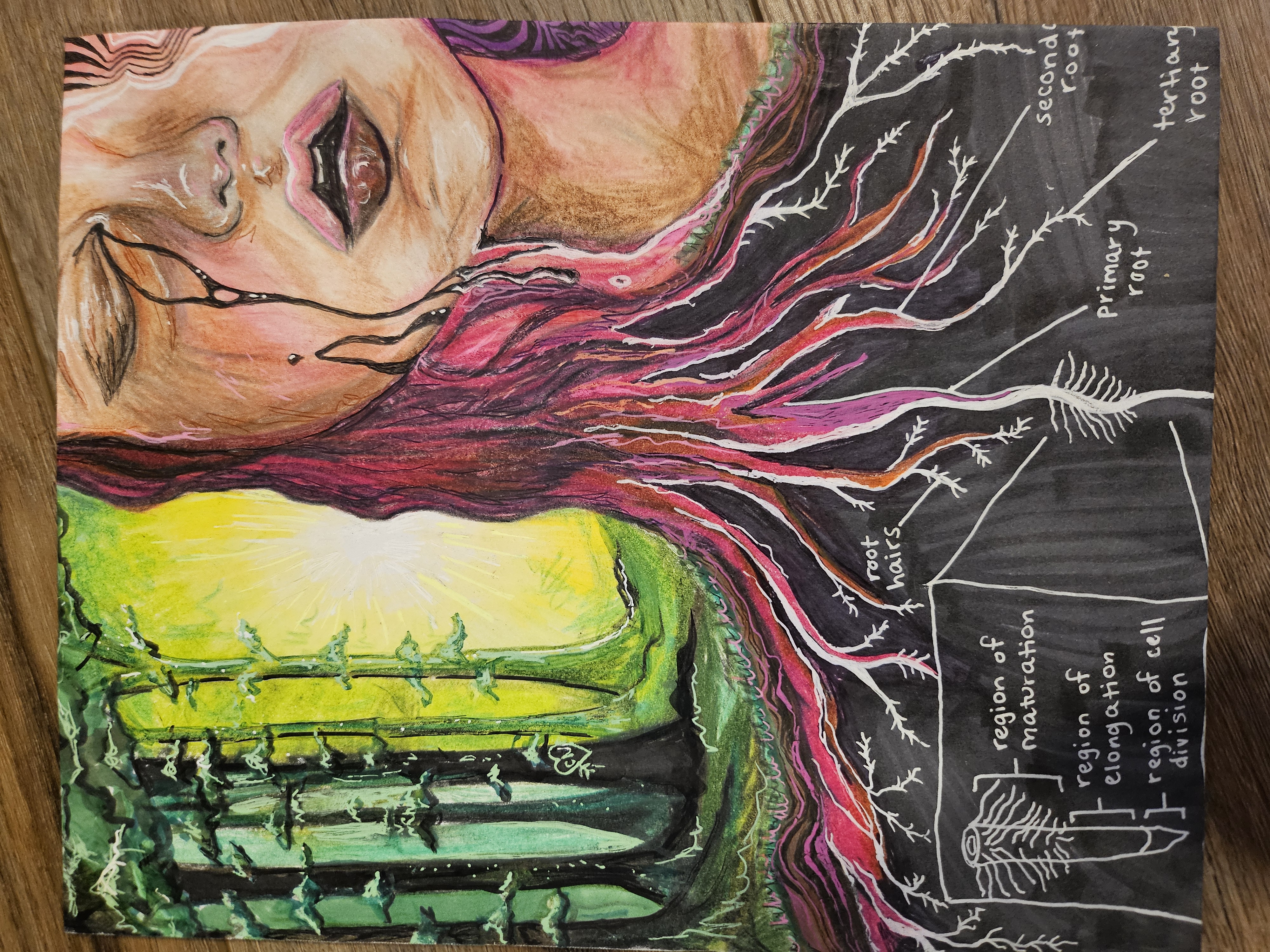 primary root